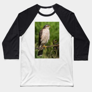 Female Sparrowhawk Hawk Bird of Prey Photo Baseball T-Shirt